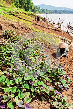 Laotian senior women harvesting Sweet Potato on the riverbank