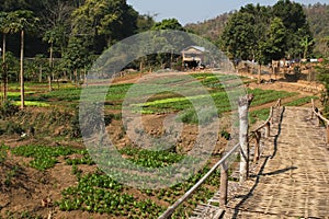 Laotian vegetable garden.