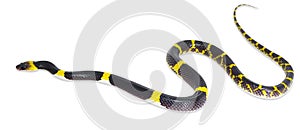 Laotian wolf snake Lycodon laoensis photo