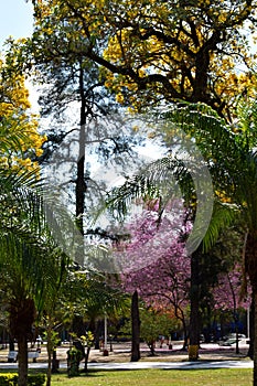 blue sky, yellow trees