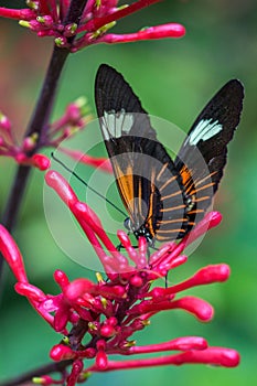 Laparus doris, the Doris longwing or Doris Butterfly on a red flower