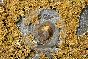 Lapas limpet barnacles in Ribadeo Galicia of Lugo