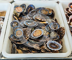 `Lapas` or true limpets - traditional seafood of Tenerife and Madeira Islands