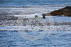 Lapataia bay landscape, Tierra del Fuego. Landscape of the Atlantic Ocean in Ushuaia, Argentina  landmark