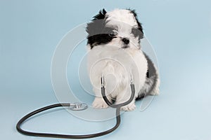 A lapdog puppy with a stethoscope on a blue background. A dog at a vet's appointment. The dog is a veterinarian. Banner