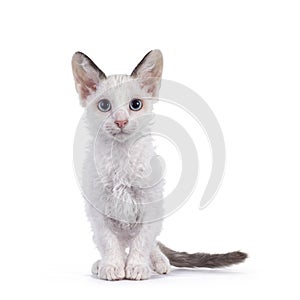 LaPerm cat kitten on white background