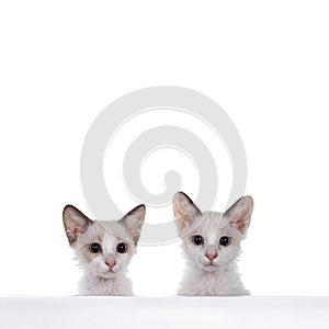 LaPerm cat kittens on white background