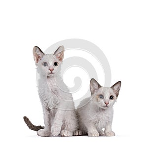 LaPerm cat kittens on white background