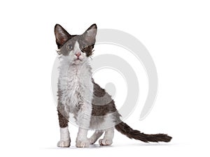 LaPerm kitten on white background