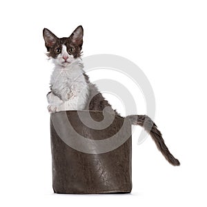 LaPerm kitten on white background