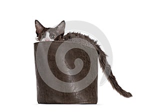 LaPerm kitten on white background