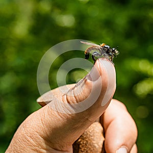 Laphria flava, bumblebee robberfly, yellow robberfly or yellow a