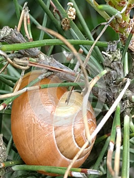 Lapidary snail on tree