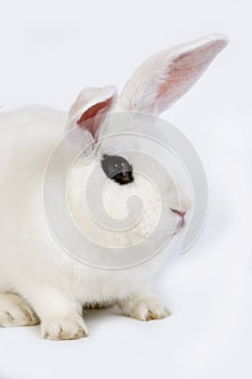 LAPIN BLANC DE HOTOT