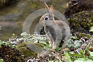 LAPIN DE GARENNE oryctolagus cuniculus