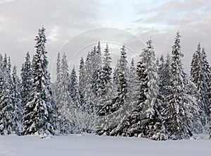 Lapland photo