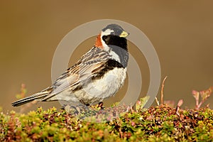 Lapland Bunting - Calcarius lapponicus in the Norwegian tundra