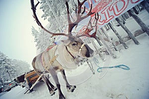 Lapland deer