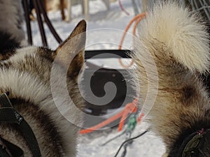 Lapland husky head and tail photo