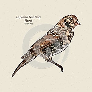 The Lapland longspur Calcarius lapponicus, also known as the Lapland bunting, hand draw sketch vector photo