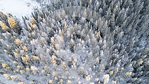 Lapland, Scandinavia in winter. Aerial view of winter forest covered in snow, drone photography
