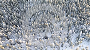 Lapland, Scandinavia in winter. Aerial view of winter forest covered in snow, drone photography