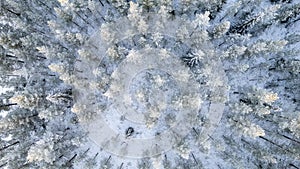 Lapland, Scandinavia in winter. Aerial view of winter forest covered in snow, drone photography