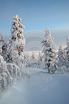 Lapland snow