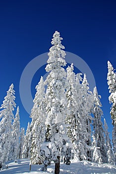 Lapland Winter