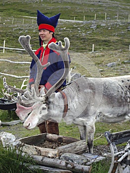 A Laplander in traditional dress feeding his reindeer in North Norway during the midnight sun.