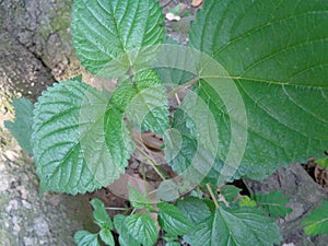 Laportea aestuans plant. plants which can cause itching when we touch it