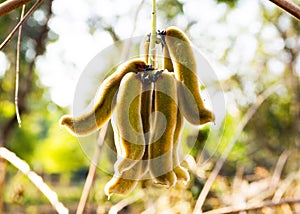 Laportea interrupta Chew