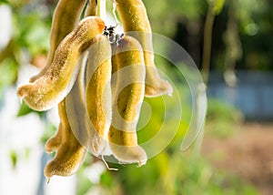 Laportea interrupta Chew