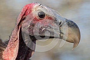 Lapped-Face Vulture South Africa