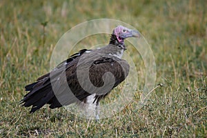 Lapped Faced Vulture in Masai Mara ,Kenya.