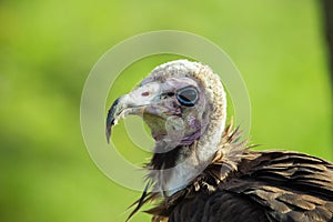 Lapped-faced vulture