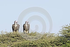 Lapped faced vulture (Torgos tracheliotus)