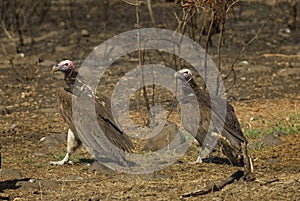 Lapped-faced vultures photo