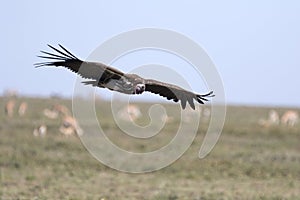 Lappet face vulture overflying Serengeti plains