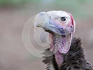 Lappet Face Vulture portrait