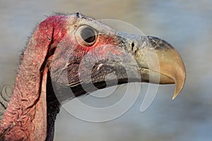 Lappet-Faced Vulture