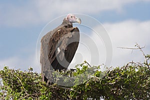 Lappet-faced Vulture.