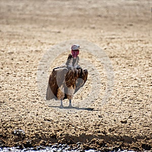 Lappet-faced Vulture