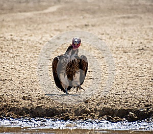 Lappet-faced Vulture