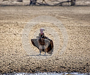 Lappet-faced Vulture