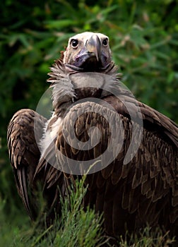 Lappet faced Vulture