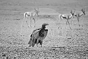 Lappet-faced Vulture