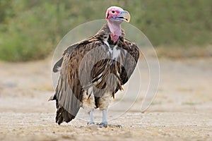 Lappet-faced vulture