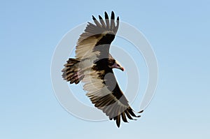 Lappet-faced vulture