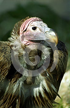 Lappet-faced vulture